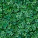 St. Patrick's Day